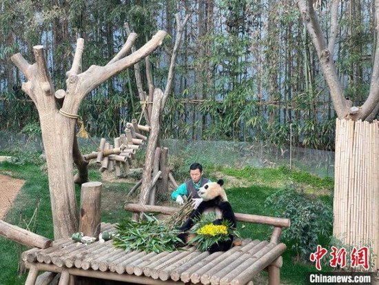 访韩国爱宝乐园大熊猫饲养员姜哲远：“‘福宝’，谢谢你来到我...
