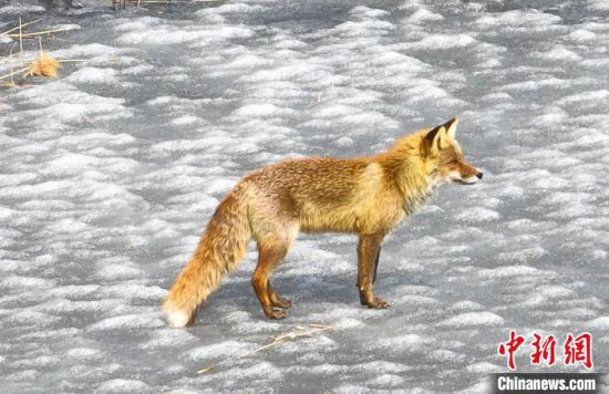 吉林波罗湖保护区<em>白天</em>罕见拍到赤狐