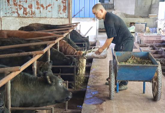 中国乡村振兴的鲜活故事：养好牛、吃不愁、穿不愁、盖新楼！