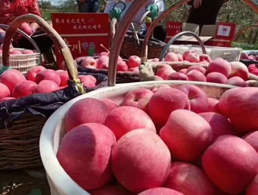 我在上海卖水果，发现陕西水果的问题是“会种不会卖”