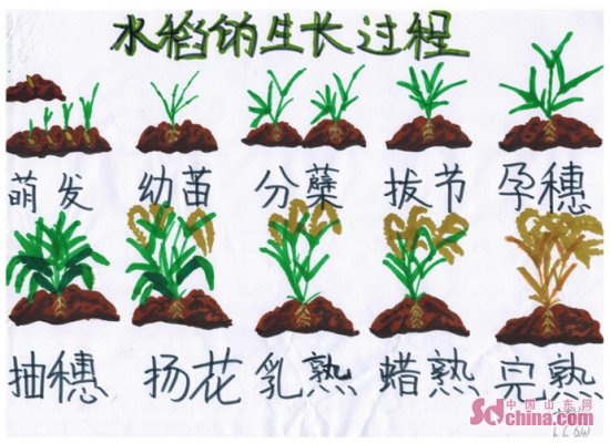 青岛市实验小学开展居家<em>种植水稻</em>教育实践活动