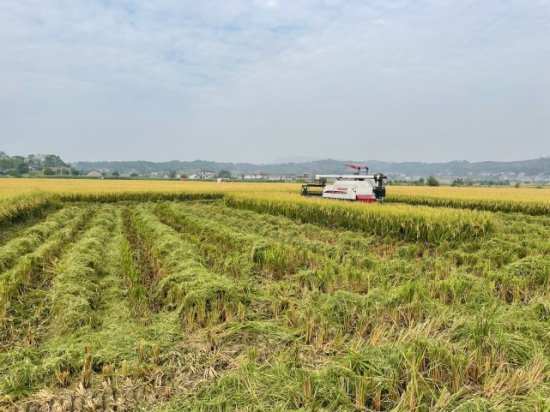 农业部超级稻“玮两优8612”示范片组织验收，亩产1158.8公斤...