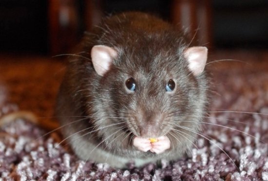 老鼠太胖被卡墙洞不能自拔 网友：原来老鼠这么可爱