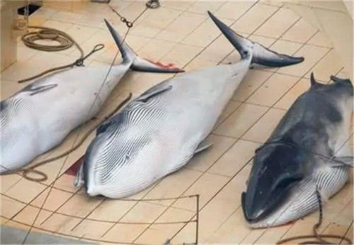 日本为何到处猎捕<em>鲸鱼</em>？并非为了吃肉，真正目的值得世界各国...