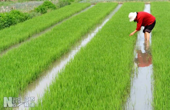 连云港市 连云港 海州区/连云港市海州区陶湾村村民在清除水稻秧苗杂草。