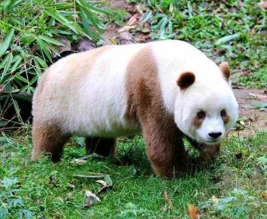 在西安就能看大<em>熊猫</em>！秦岭四宝科学公园5月28日开园迎客