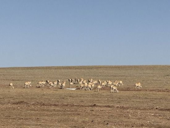 藏羚羊开启一年一度大迁徙