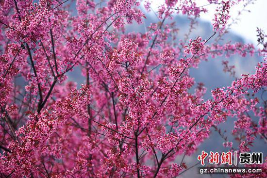 贵州六盘水：冬日樱花盛开 引客赏花打卡