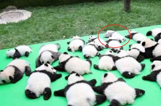 奶爸出来晒熊猫，有只小熊猫太特别，网友：熊猫妈妈忘记上色了...