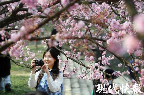 樱灿惊三月，南京中山植物园早樱盛开