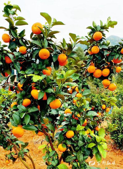 湖北宜都：组个“橘”，庆丰收