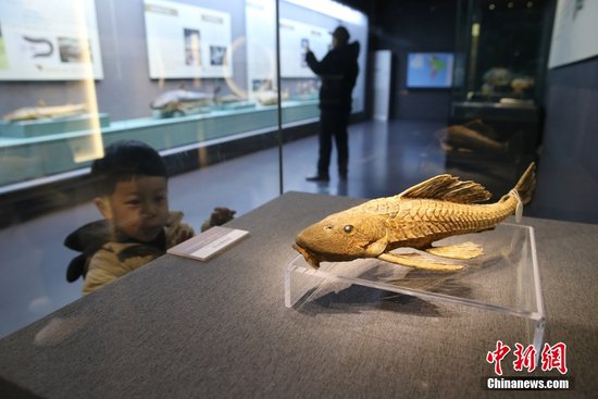 黑龙江省博物馆展出<em>白垩纪</em>鱼化石