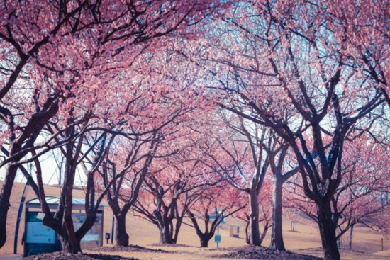 辰山植物园的<em>梅花什么时候</em>最美？时间表来了
