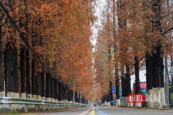 <em>武汉东西湖</em>水杉“红”透了，来慈惠街遇见“杉”水秘境