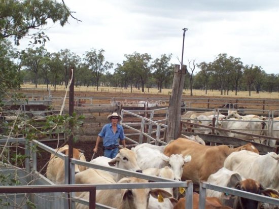 <em>美国</em>干旱减少本国牛群 或为澳大利亚牛肉出口提供契机