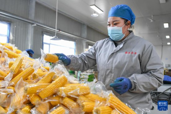 吉林公主岭：发展“黄金”玉米产业