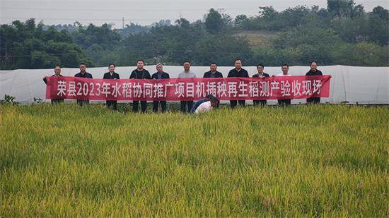 荣县25万亩再生稻再收稻子3750万公斤