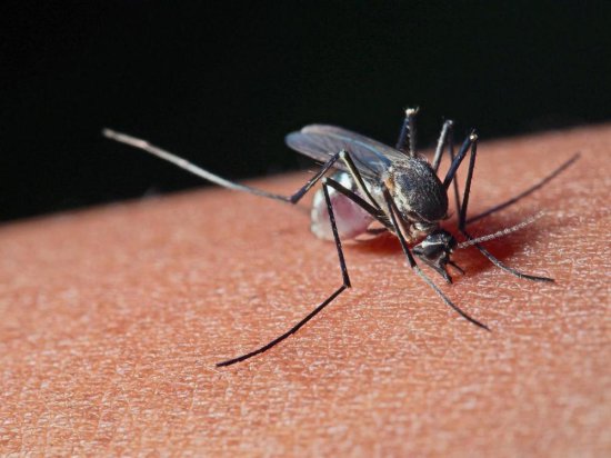 进化论之秘：现有的科技无法创造出<em>一只蚊子</em>