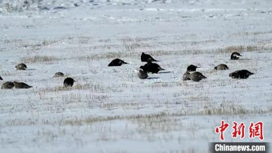 内蒙古大兴安岭监测到国家一级重点<em>保护鸟类</em>黑琴鸡种群