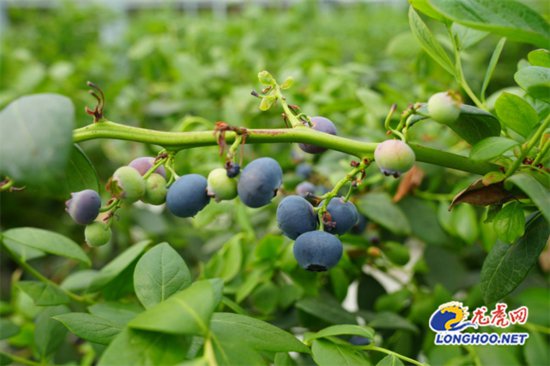 江苏南京：“慧”种蓝莓 喜上“莓”梢