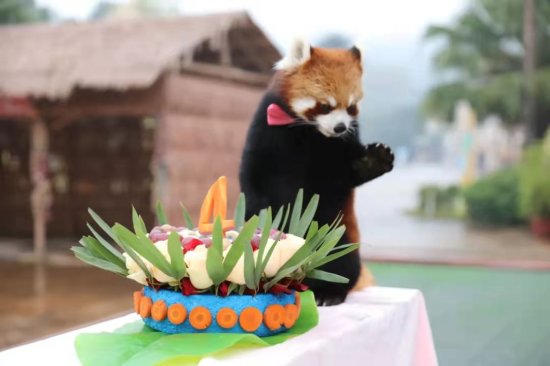 重庆乐和乐都举办动物生日会<em> 亲子</em>家庭与小熊猫共享派对