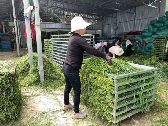 甘肃岷县：猫尾草产业跑出富民“加速度”