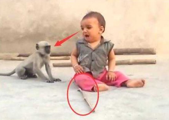 父亲买猴子给儿子作伴，没想买回个<em>调皮鬼</em>，儿子差点被玩坏了