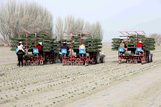 新疆阿拉尔市：广袤田野耕种忙 现代机械跑出“加速度”