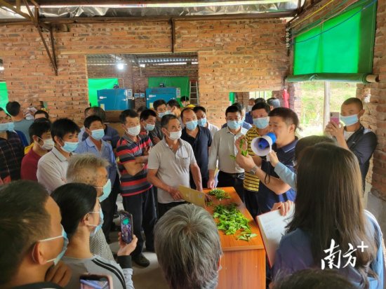 “绿叶子”变“金叶子”！兴宁市合水镇开展采茶制茶培训活动