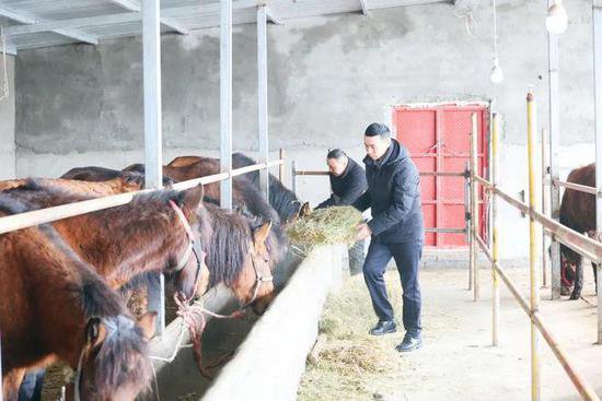 布尔津县：马产业助力农牧民“马上”致富