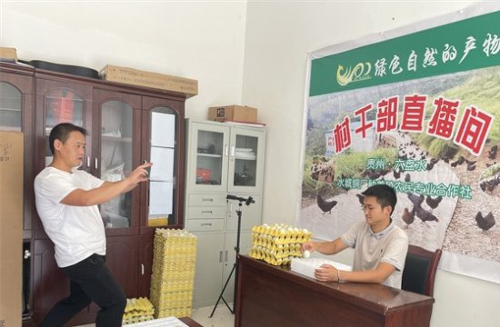 贵州水城铜厂村：乌蒙凤鸡养殖助力乡村振兴