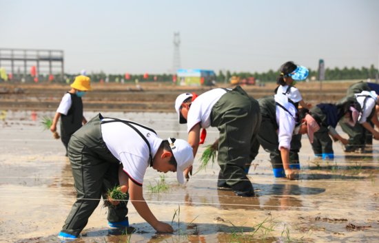 海水稻开始插秧 山东2022年<em>种植面积</em>近40万亩