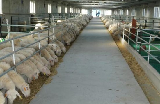 哈巴河：引进“<em>多胎羊</em>繁殖”项目 拓宽农牧民增收新渠道