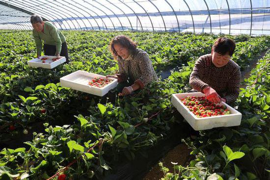 五色草莓开眼界！引进培育新品种，特色草莓受青睐