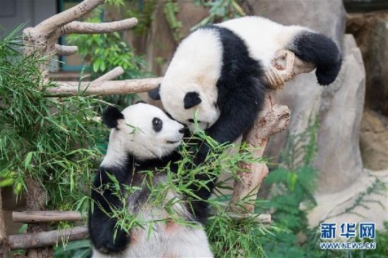在马来西亚出生的第二只大熊猫幼崽被命名为“谊谊”