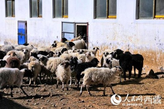 西藏日喀则市康马县：在万亩荒滩上种出好日子