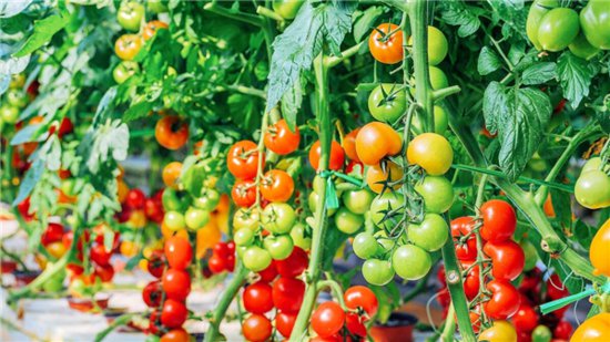 利辛县旧城镇：小番茄做成大产业 振兴路上“柿”不可挡