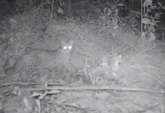 彭水首次拍摄到国家二级保护野生<em>动物</em>豹猫影像
