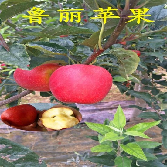 临泉中秋王苹<em>果苗</em>哪里有<em>卖的</em>苹果苗栽植及方法