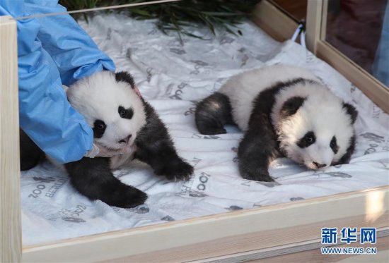 在德国<em>出生的</em>大熊猫双胞胎<em>取名</em>“梦想”“梦圆”