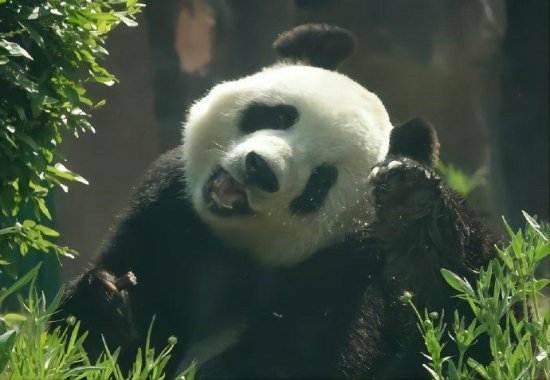 熊猫界的<em>萌</em>妹飞云：用最甜美的笑容，打出最硬汉的拳