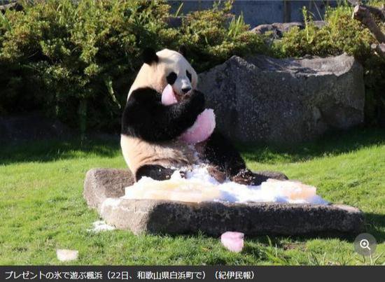旅日大熊猫“枫浜”三岁啦！生日礼物很有仪式感