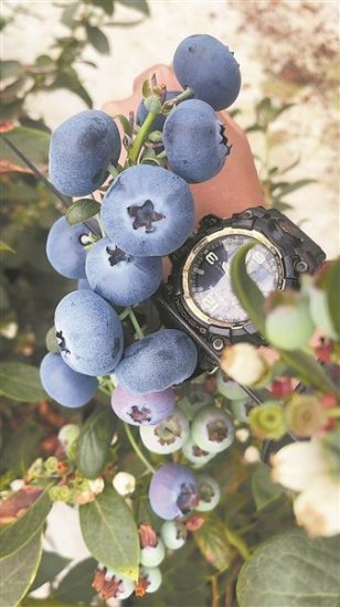 果径可超26毫米！早熟又个大的国产<em>蓝莓品种</em>来了