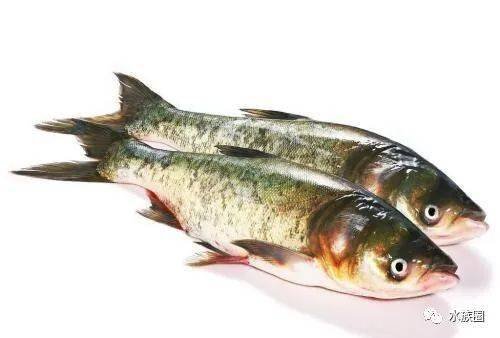鱼与美食，过年吃<em>鱼的寓意</em>您都知道吗？水族圈带你康康。