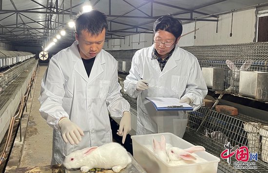 自贡市荣县引进新品种肉兔配套系种兔扩繁推广成功