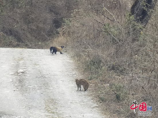 四川宝兴：拍摄到国家二级保护动物豹猫与<em>黄喉</em>貂野外同框的画面