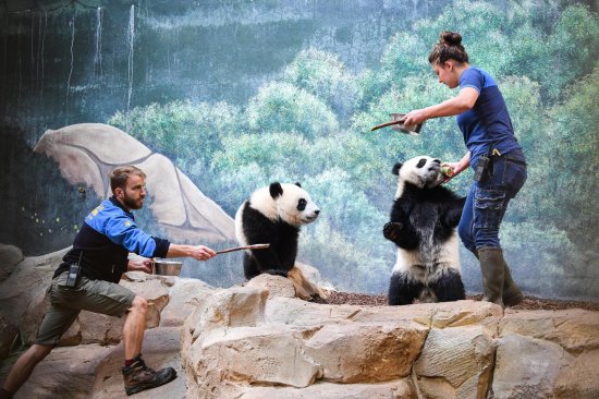 旅韩大熊猫“爱宝”喜添双胞胎，盘点熊猫家族的知名双胞胎
