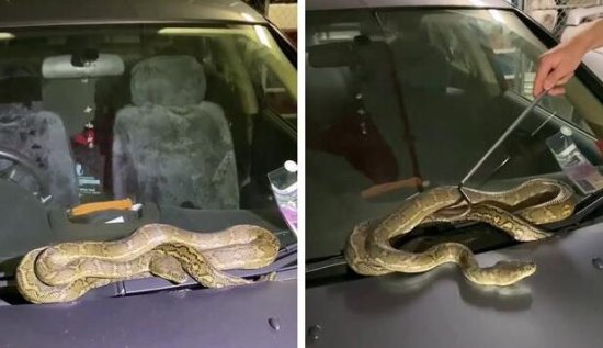 澳大利亚一女子开车前发现挡风玻璃上盘着一条两米长蟒蛇