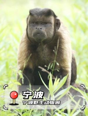 宁波野生动物园也有“<em>国</em>字脸”猴哥，你见过吗？