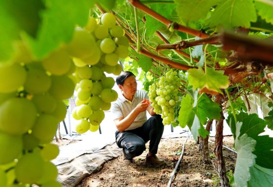 国家葡萄产业技术体系专家助力葡萄产业转型升级